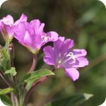 Small, vivid pink Alpine Willowherb flowers on slender stems, valued for their calming and skin-soothing properties
