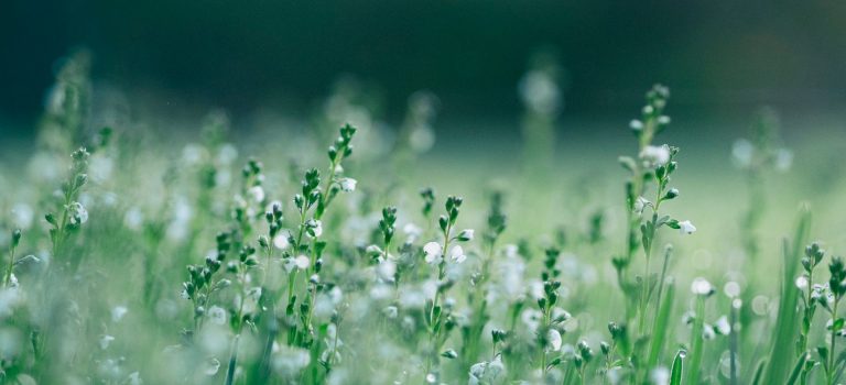 Founder: Crystal Kassi